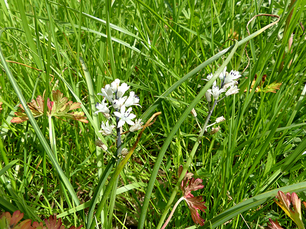 Le Chemin de la biodiversité à Fleurance