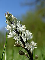 Zones Humides de la Save à l’Isle-Jourdain 